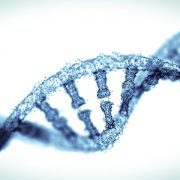 DNA Molecule