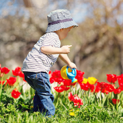 Little child watering tulips