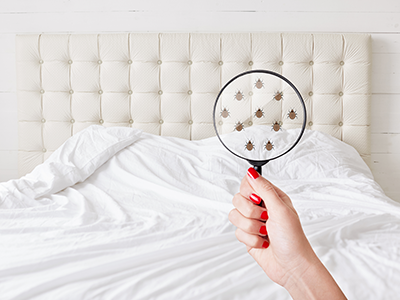 woman holding magnifying glass showing bedbugs