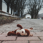 stuffed toy dog lying on the road