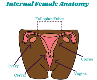 internal female anatomy