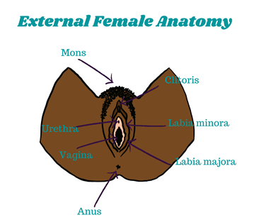 external female anatomy