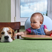 toddler feeding dog at table