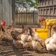 little girl feeding chickens