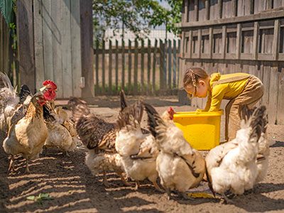 little girl feeding chickens